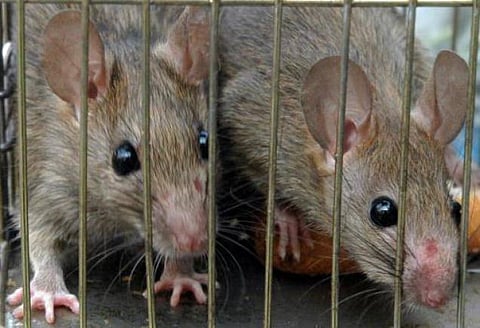 அச்சச்சோ தப்பு பண்ணிட்டனே! - மனிதர்களைப் போலவே சிந்திக்கும் எலிகள்