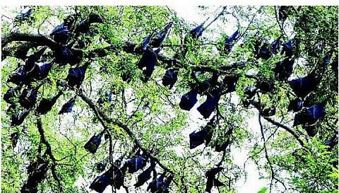 தீபாவளி நாளிலும் பட்டாசு இல்லை - வவ்வால்களை நேசிக்கும் அதிசய கிராமம்!