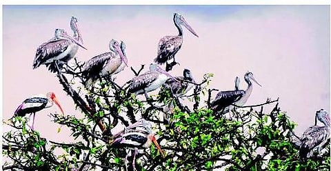 பட்டாசு ஒலிக்கு இங்கு வேலையில்லை: சூழலியலைப் பாதுகாக்கும் வேடந்தாங்கல் மக்கள்