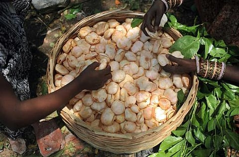 கருகலாமோ கற்பகத் தரு