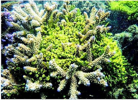 மன்னார் வளைகுடா பவளப்பாறைகளுக்கு ஆபத்து - களையாக பரவும் வெளிநாட்டு கடல்பாசி