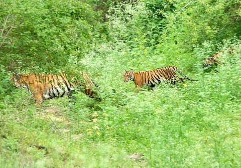 டிசம்பரில் புலிகள் கணக்கெடுப்பு காப்பகங்களை 10 நாள் மூட முடிவு