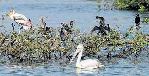 நவ.22-ல் வேடந்தாங்கல் பறவை சரணாலயம் திறப்பு