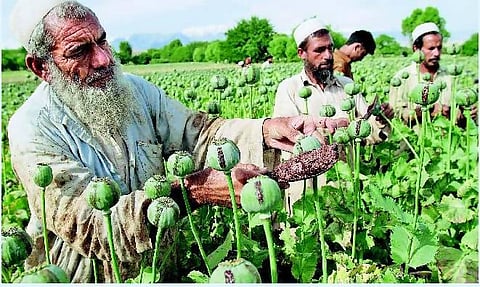 பாலுக்கு பதிலாக போதை