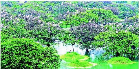 வேடந்தாங்கல் பறவைகள் சரணாலயம் திறப்பு