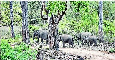 கோவை: உப்பைத் தின்ற யானைகள்... ஊரை துவம்சம் செய்கிறது..!