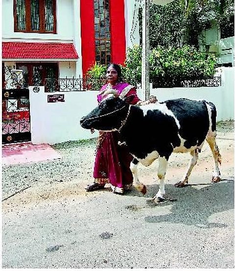 நெல்லை : அடிமாடுகளை காக்க வாழ்வை அர்ப்பணித்த பெண்