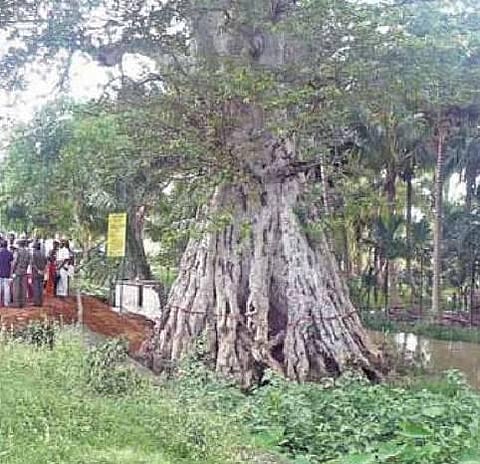 நெல்லை - தொல்காப்பியர் பெயரில் ஒரு மரம்