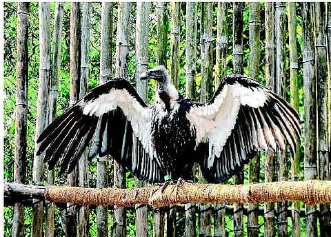 அழிவின் விளிம்பில் 15 இந்தியப் பறவைகள்