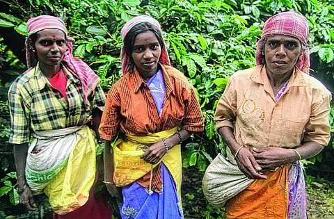 கண்ணீர் விடும் ஏற்காடு காபி தோட்டத் தொழிலாளர்கள்