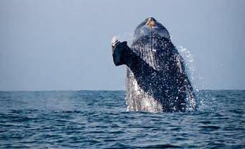 பாலூட்டிகளைத் தெரியுமா?