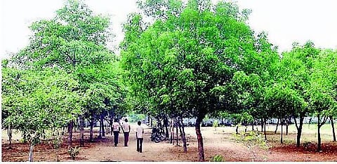 புதுக்கோட்டை அரசுப் பள்ளியில் பசுமைப் புரட்சி