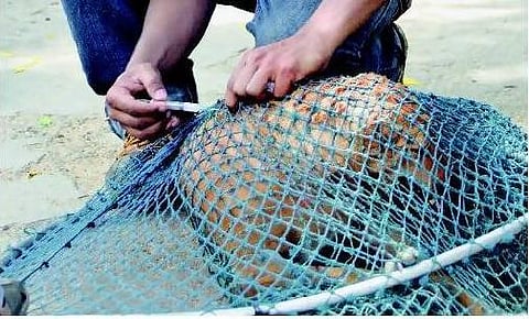 ‘ரேபீஸ் இல்லாத மாவட்டம் நீலகிரி!