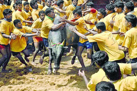 வந்தாச்சு ஜல்லிக்கட்டு சீசன்: களைகட்டும் தென்மாவட்ட கிராமங்கள்