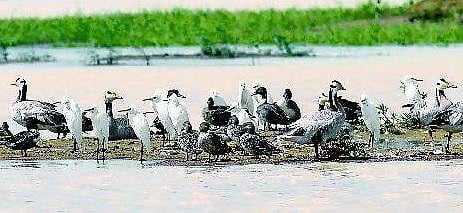 நெல்லை மண்டலத்தில் 15ஆயிரம் பறவைகள்