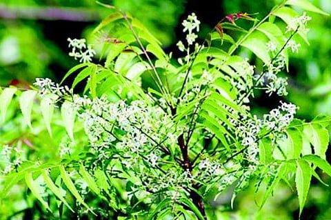 வீட்டு வைத்தியம் மீட்கப்பட வேண்டும்