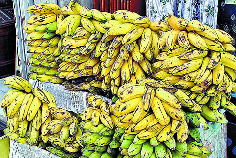 திண்டுக்கல்: அழிவின் விளிம்பில் சிறுமலை வாழைப்பழம்