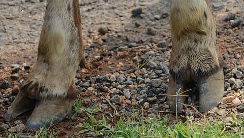 கோமாரியால் இறந்த மாடுகளுக்கு நிவாரணம் கிடைக்குமா?