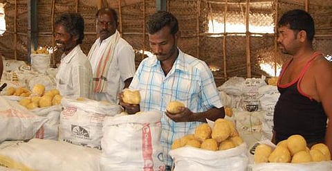 ஈரோடு: பொங்கல் பண்டிகையால் வெல்லம் உற்பத்தி, விற்பனை களைகட்டுது