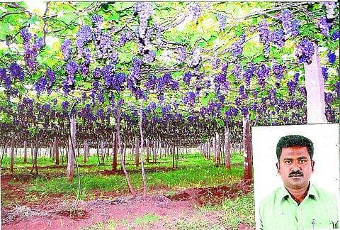 இயற்கை விவசாயத்தில் துளிர்க்கும் திராட்சைக் கொடிகள்