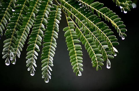 மழை பெய்யும் தருணங்களில்