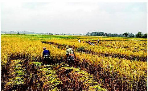 சம்பா அறுவடைப் பணிகள் விறுவிறுப்பு