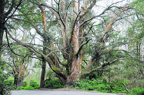 உதகையின் பெருமையை பறைசாற்றும் கற்பூர மரம்!
