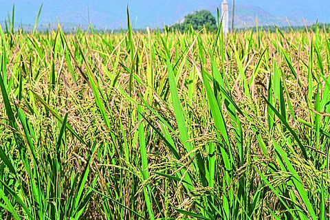 விருதுநகர்: கிணற்று பாசனத்தில் சாகுபடி