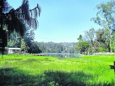 செடி, குப்பைகளால் மாசடைந்துவரும் கொடைக்கானல் ஏரி