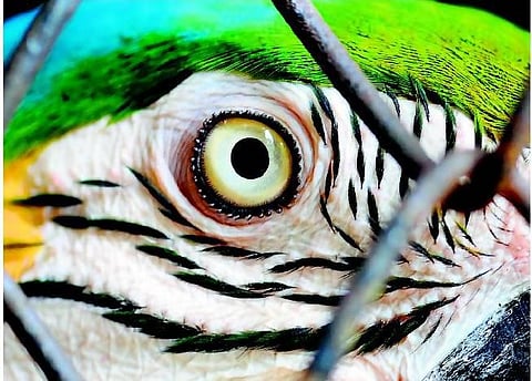 வசீகரிக்கும் கண்கள் வேண்டுமா?