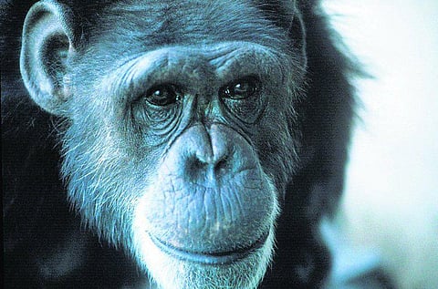 வனத்தில் வழிதவறினால் சிம்பன்ஸி வழிகாட்டும்