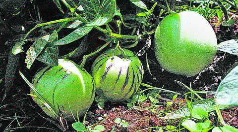 உதகை: மருத்துவ குணம் நிறைந்த நீலகிரி பழங்கள்!