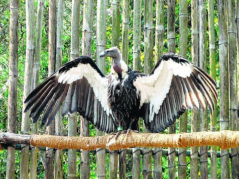 எங்கே போயின பிணந்தின்னிக் கழுகுகள்?