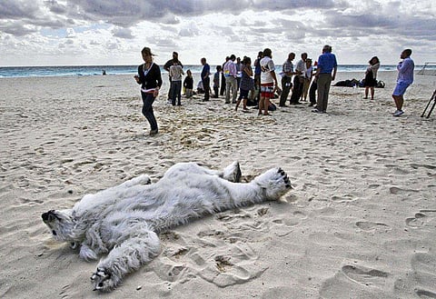 உணவின்றித் தவிக்கும் பனிக் கரடிகள்