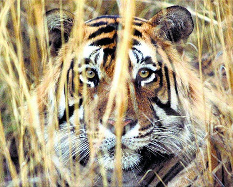 ஆட்கொல்லி வேங்கை தரும் பாடம் என்ன?