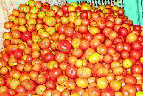 திண்டுக்கல்: பெங்களூரு ஹைபிரீட் வருகையால் தக்காளி கிலோ ரூ.2: மிரட்டும் விலை வீழ்ச்சியால் விவசாயிகள் கண்ணீர்