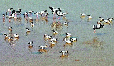 கோவையில் நத்தை குத்தி நாரைகள்