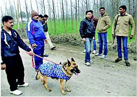 அமைச்சர் வீட்டு எருமைகள் எங்கே?- உ.பி.யில் நடந்த தீவிர போலீஸ் வேட்டை; 3 போலீஸார் டிரான்ஸ்பர்: எதிர்கட்சிகள் கொதிப்பு