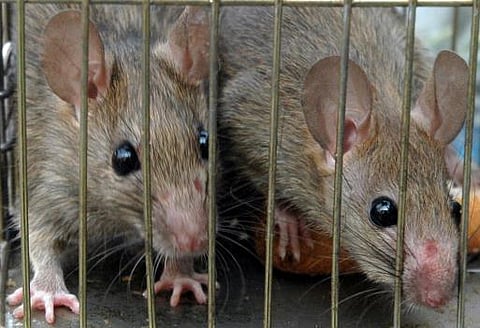 எதையும் கொறிக்கும் எலிகள்