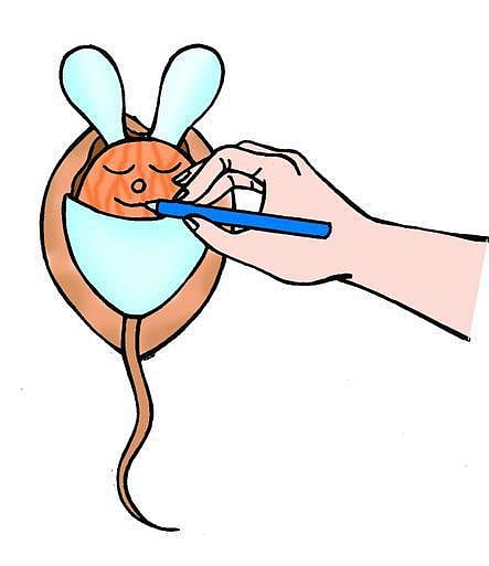 வால்நட் எலி