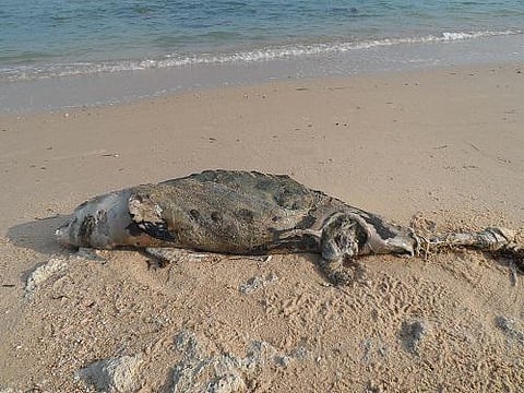 இறந்த நிலையில் கரை ஒதுங்கும் அரியவகை டால்பின்கள்: சுற்றுச்சூழல் ஆய்வாளர்கள் கவலை