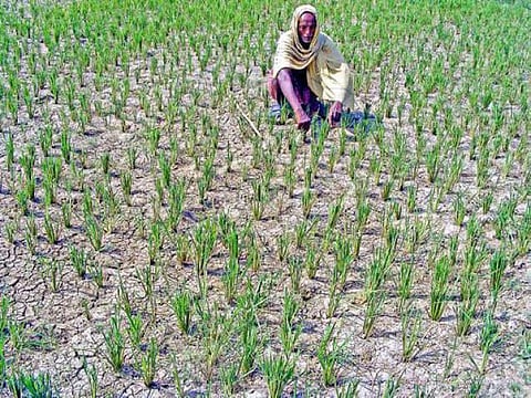 பருவமழை பொய்த்ததால் தமிழகத்தில் வறட்சி அபாயம்- 12 மாத கரும்பை 7 மாதத்திலேயே வெட்டும் நிலை