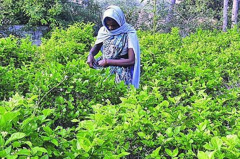 கிருஷ்ணகிரியில் வாசனைத் திரவிய தொழிற்சாலை: நீண்ட நாள் கனவு நனவாகுமா?