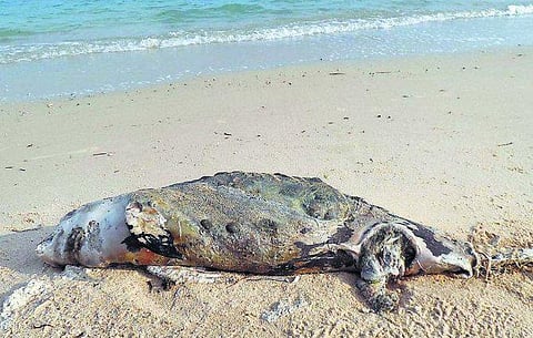 ராமேஸ்வரம்: இறந்த நிலையில் கரை ஒதுங்கும் அரியவகை டால்பின்கள்