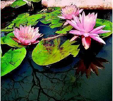 நெரிசல் மிகுந்த சந்தைக்குள் நுழைவேன்