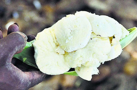 மருத்துவ குணம் மிக்க `தவுண்’: தென்காசி பகுதியில் விற்பனை மும்முரம்