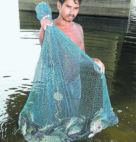 நாமக்கல்: குட்டை போன்ற காவிரி ஆற்றில் எளிதில் சிக்கும் பெரிய மீன்கள்: சுவை மிகுதியால் இறைச்சிப் பிரியர்கள் ஆர்வம்