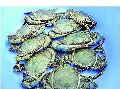 சதுப்பு நில கல்நண்டின் மகத்துவம்