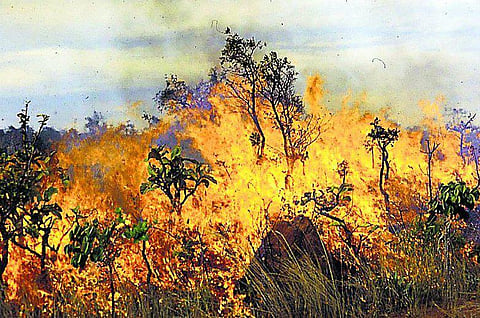 வறட்சியால் சருகாகி நிற்கும் கொடைக்கானல் காடுகள்: காட்டுத் தீயைத் தடுக்க வனத்துறை தீவிரம்