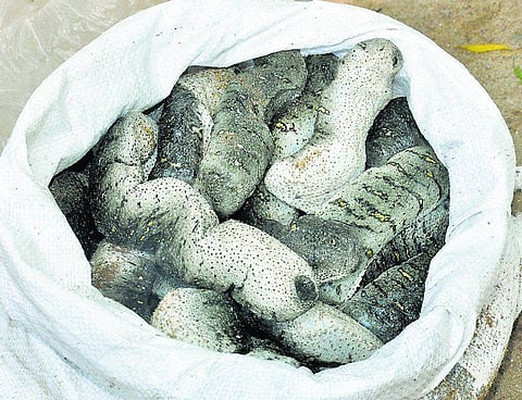 மீனவர் வாழ்வாதாரத்தை பாதிக்கும் கடல் அட்டை மீதான தடை நீங்குமா?